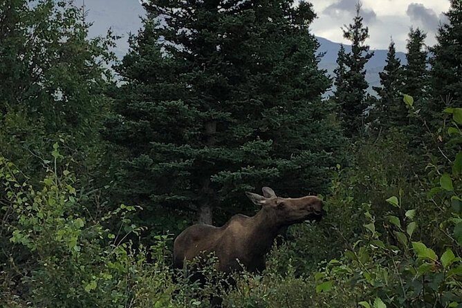 Denali National Park Walking Tour - Who Will Love This Tour?