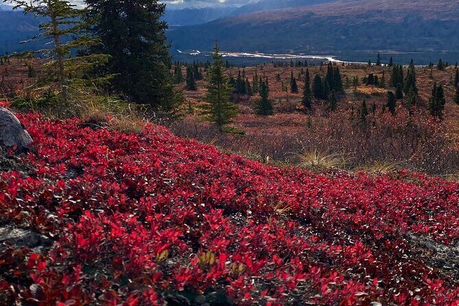 Denali National Park Walking Tour - Final Thoughts: Is It Worth It?