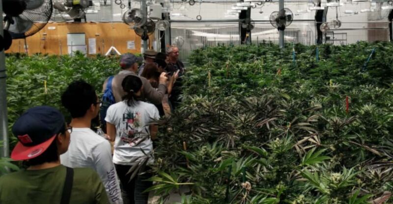 Denver: Buds & Brews Cannabis Grow Tour and Brewery Visit - An in-depth look at the tour experience