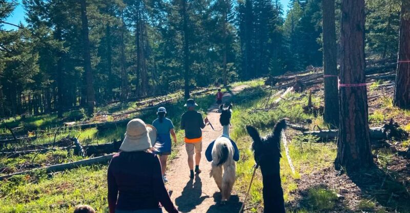 Denver: Llama Hike in the Rocky Mountains - The Value in the Experience
