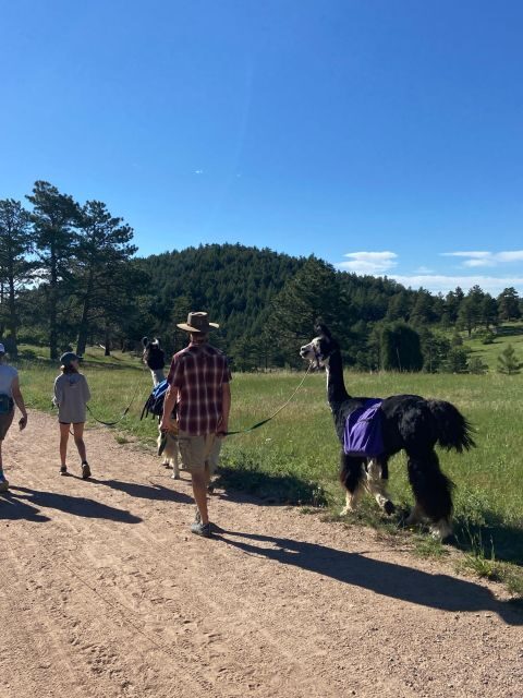 Denver: Llama Hike in the Rocky Mountains - Authentic Feedback from Participants