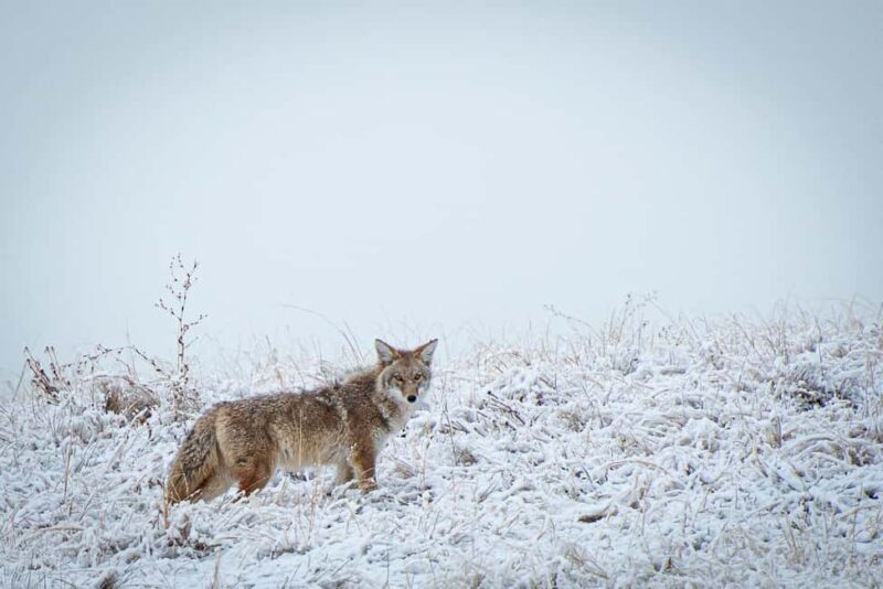 Denver: Private Rocky Mountain National Park Wildlife Tour - FAQ