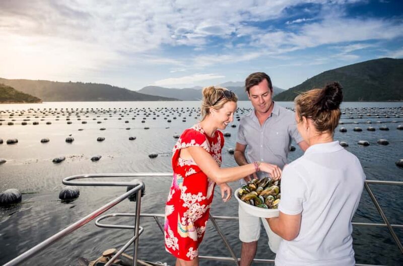 Depart Picton: Marlborough Sounds Afternoon Seafood Cruise - Key Points