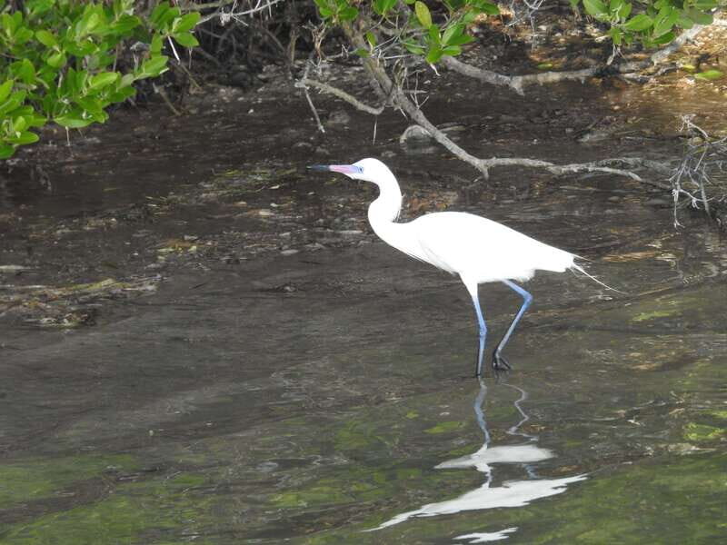 Desde Holbox: SunSea- SUNSET Kayak - Key Points