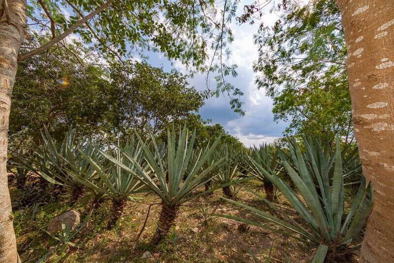 Desde Mérida: Haciendas de Yucatán - The Itinerary in Detail