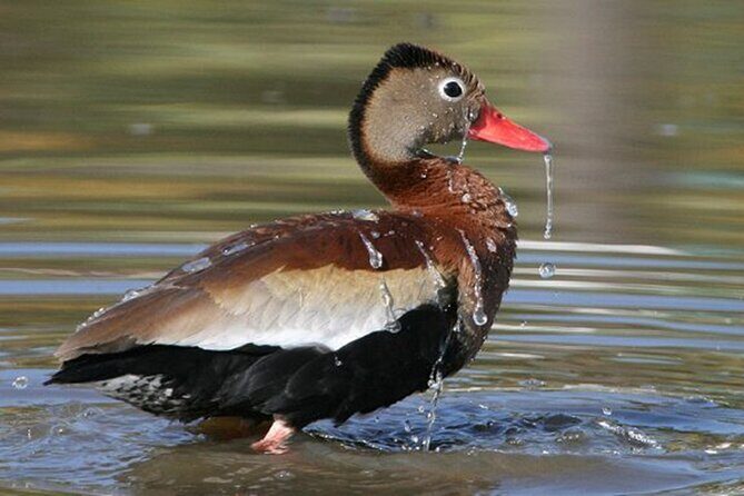 Desembocada and Ameca River Bird Paradise (Wetland and Tropical birds ...