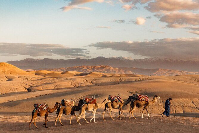 Desert Agafay Dinner Show and Camel Ride with Magical view - Authentic Experiences and Practical Insights