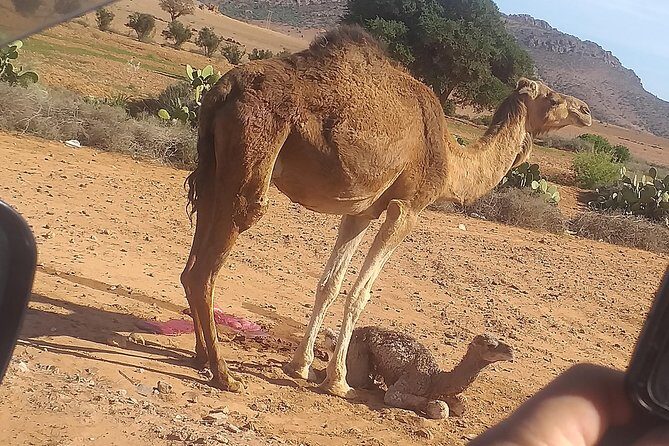 Desert and Wild Beach Day Trip with Meal - Who Should Consider This Tour?