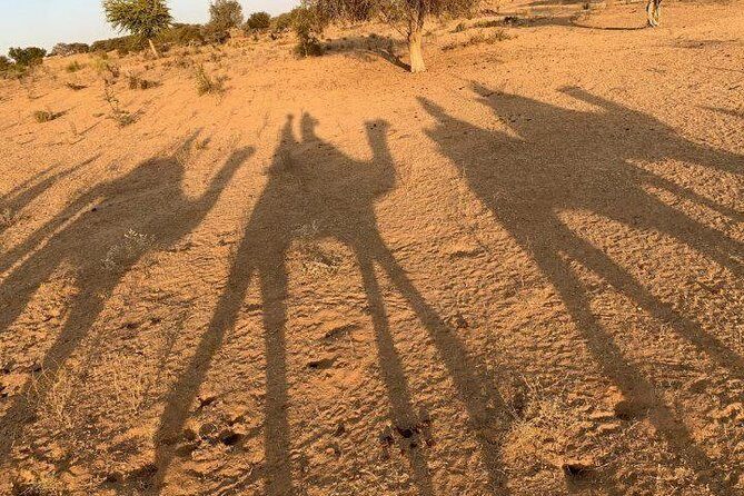 Desert Camel Safari Day Tour In Jodhpur - Key Points
