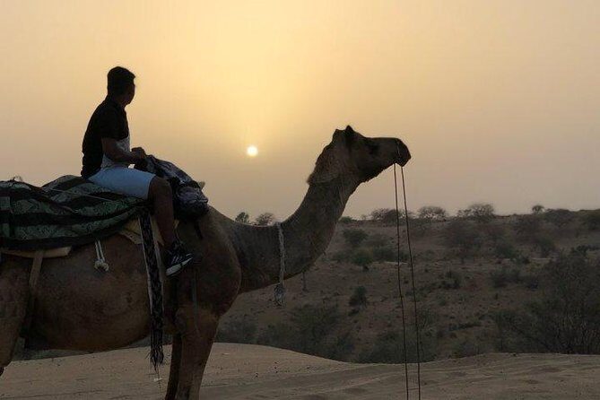 Desert Camel Safari Day Tour In Jodhpur - Practical Insights and Value