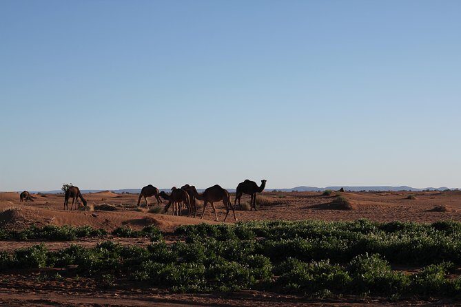 Desert Erg Chigaga Trip from Marrakech: 3 Days - FAQs