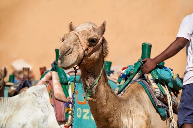 Desert Journey, Experience Camel Ride in desert - Sharm El Sheikh - Authenticity and Comfort: What Makes This Tour Special