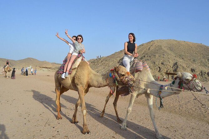 Desert Quad, Jeep, Camel and Buggy Safari with BBQ Dinner - Who Will Love This Tour?
