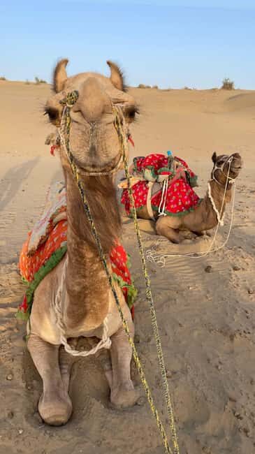 Desert Rose Jaisalmer: Luxury Tent In Thar Desert - Deep Dive: Why This Tour Works