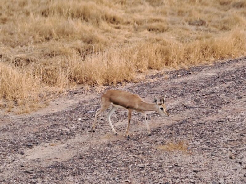 Desert Rose Jaisalmer: Overnight Stay Middle of Thar Desert - FAQ