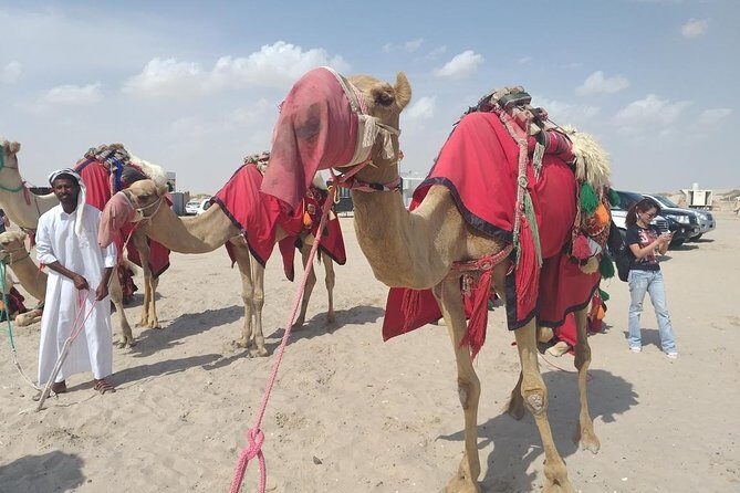 Desert safari, Dune bashing, sandboarding, camel, ATV Option - Who Should Book This Tour?