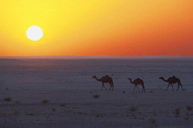 Desert Safari in Empty Quarter with Dune Bashing - Analyzing the Value