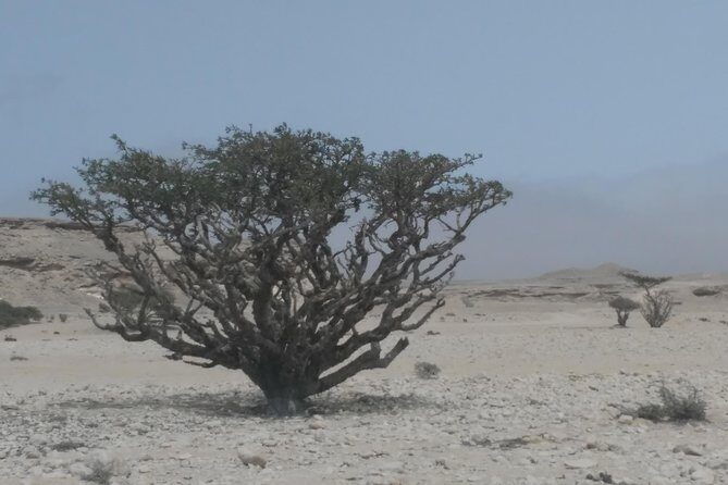 Desert Safari in the Rub al Khali - The Experience of Bedouin Hospitality