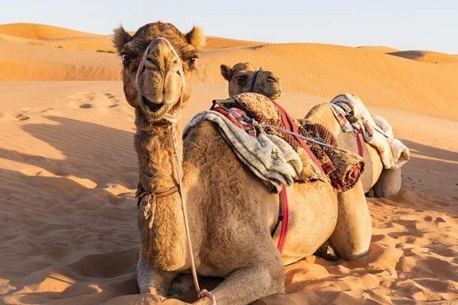 Desert Safari Sharing Tours - Introduction