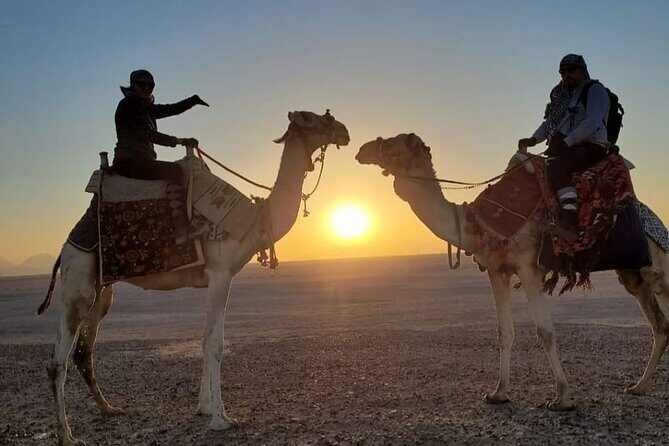 Desert & Sea Adventure 3-Hour Horse or Camel Riding Experience - A Close Look at the Desert & Sea Adventure