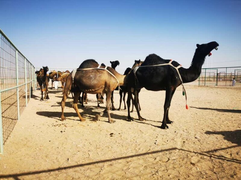 Desert Sunset Tour by VisitSalalah - FAQ