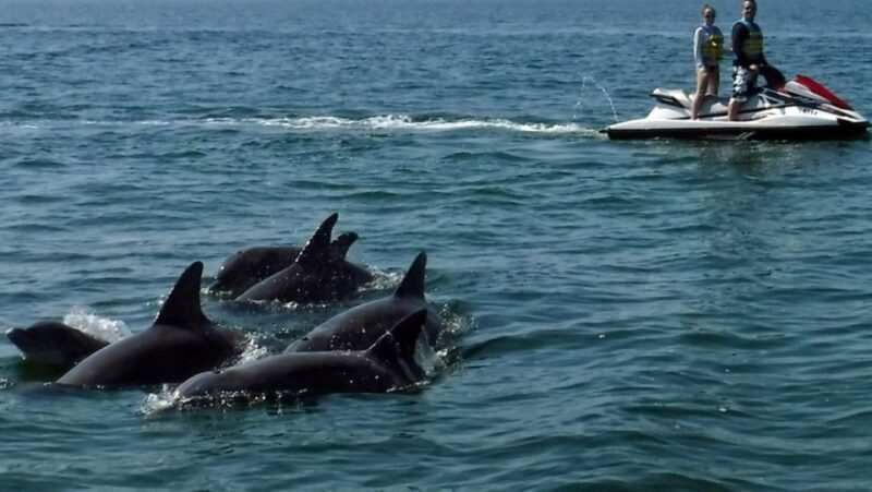 Destin: Crab Island Dolphin Watching Jet Ski Tour - FAQ