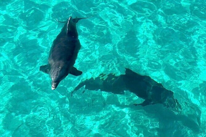 Destin Dolphin and Snorkeling Adventure Speedboat Tour - A Deep Dive into the Itinerary