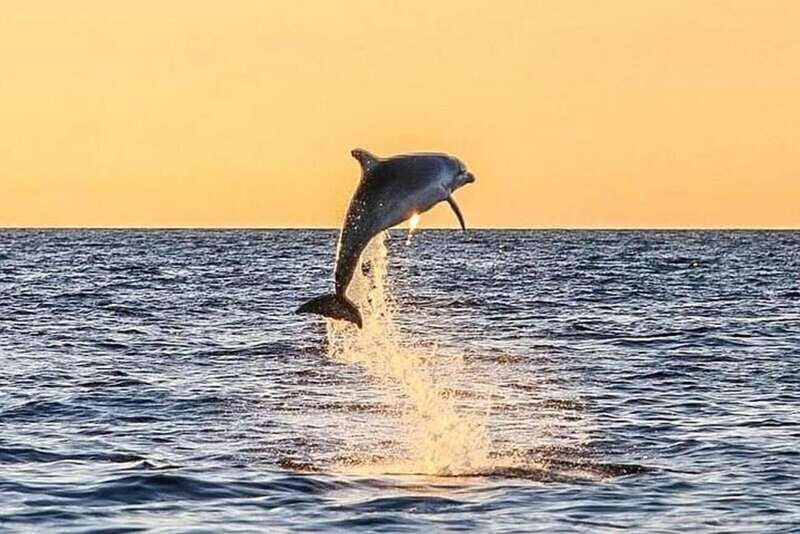 Destin: Dolphin Watching Cruise - An Overview of the Experience