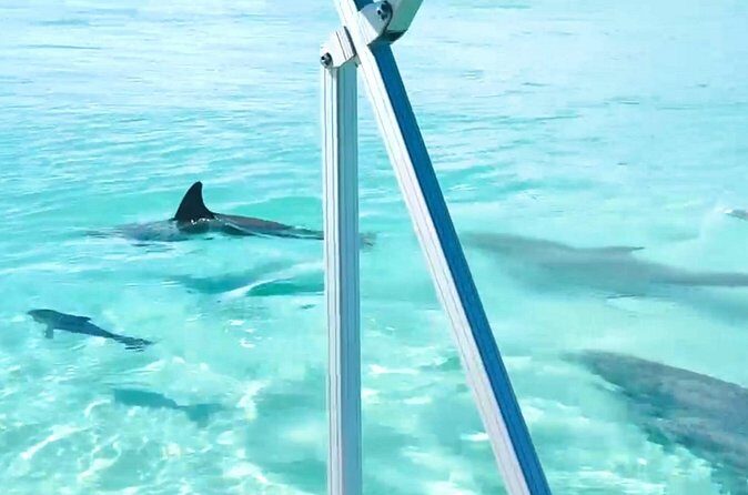 Destin Harbor Boat Ride and Dolphin Watching on the Hopper - Final Thoughts: Is It Worth It?