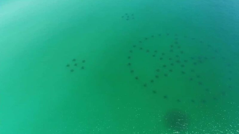Destin: Reef Snorkeling Adventure - What’s Included and How it Works
