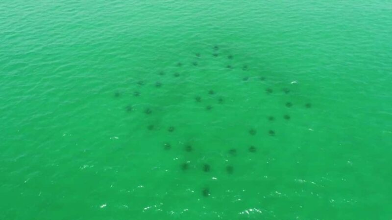 Destin: Reef Snorkeling Adventure - The Snorkeling Experience: What You’ll Encounter