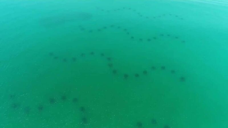 Destin: Reef Snorkeling Adventure - Authentic Feedback from Participants