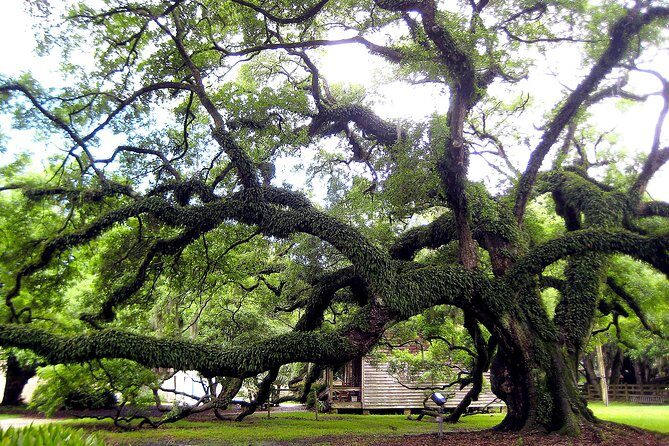 Destrehan Plantation Tour - Grounds and Exhibits