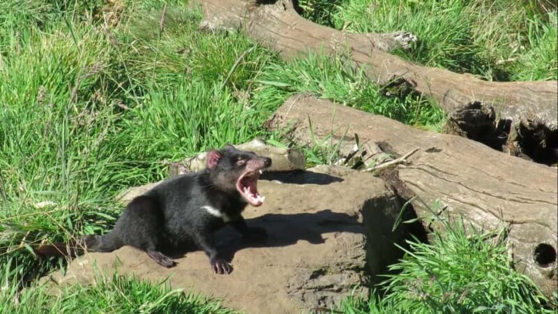 Devils at Cradle: Day Keeper Tour and Entry to Wildlife Park - An In-Depth Look at the Devils at Cradle Experience