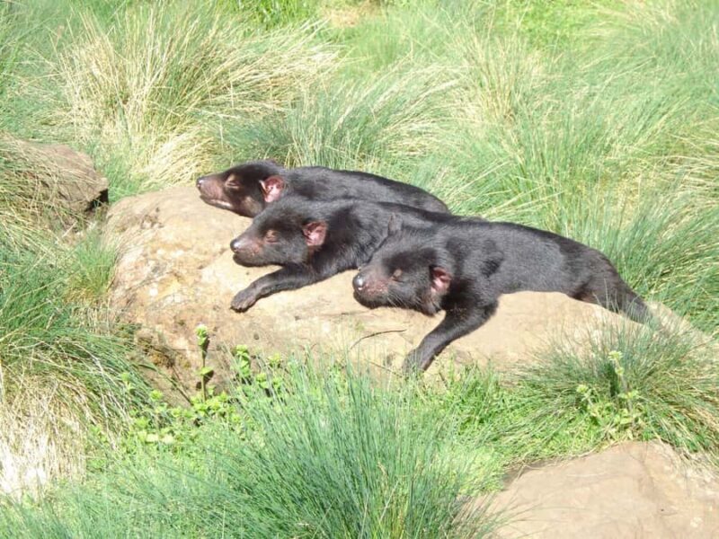 Devils at Cradle: Day Keeper Tour and Entry to Wildlife Park - Authentic Experiences and Visitor Feedback