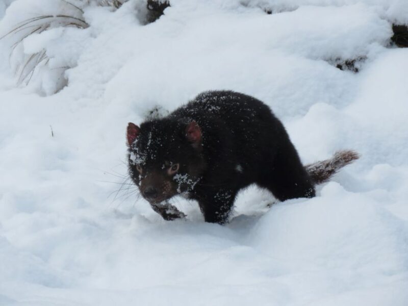 Devils at Cradle: Day Keeper Tour and Entry to Wildlife Park - FAQ
