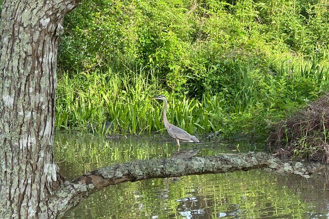 Devil's Swamp - Eco - Walking Tour - Pricing and Value