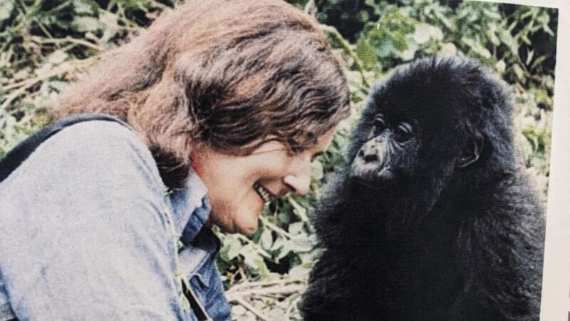 Dian Fossey Museum - Key Points