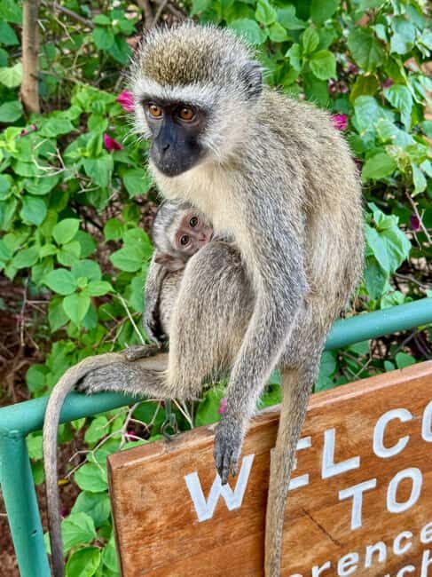 Diani: 5-Day Safari with Tsavo East National Park - A Closer Look at the 5-Day Experience