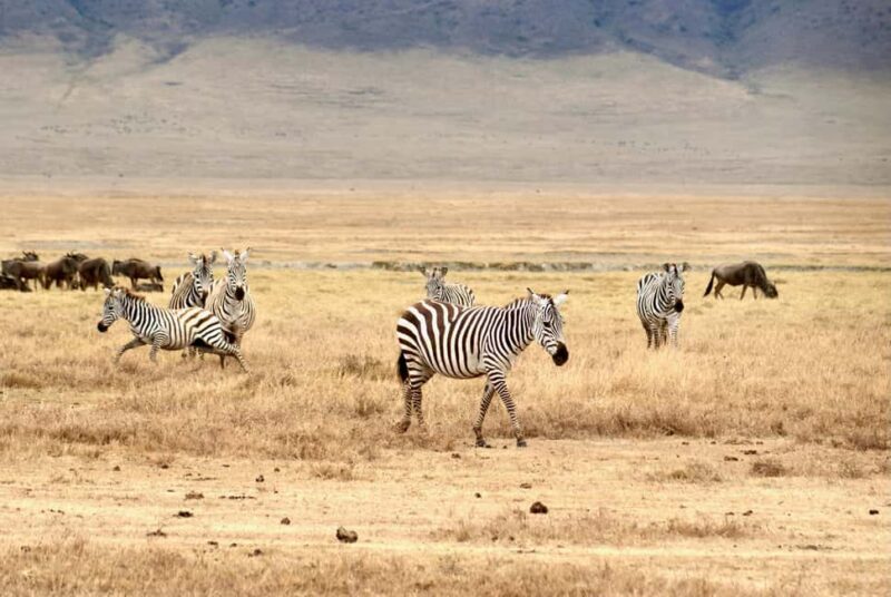Diani Beach: 3-Day Tsavo East and West National Parks Safari - Key Points