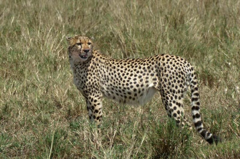 Diani Beach: 3-Day Tsavo East and West National Parks Safari - A Closer Look at the 3-Day Safari Experience