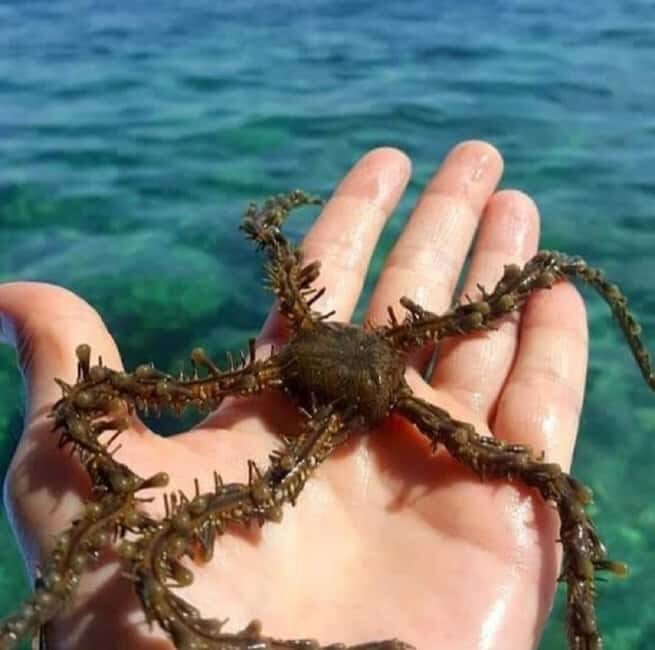 Diani Beach: Glass Boat Cruise to Robinson Island - What to Expect from the Glass Boat Cruise