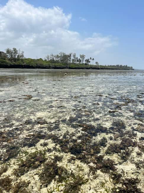Diani: Full day Guided tour in Tiwi beach & Diani - An In-Depth Look at the Tour