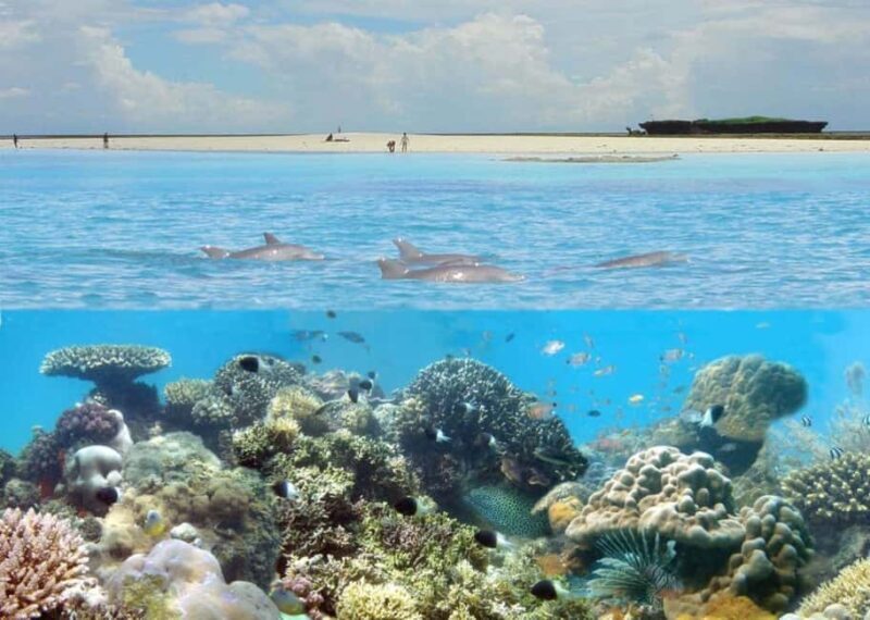 Diani: Kisite Mpunguti Marine Park with Lunch - Key Points