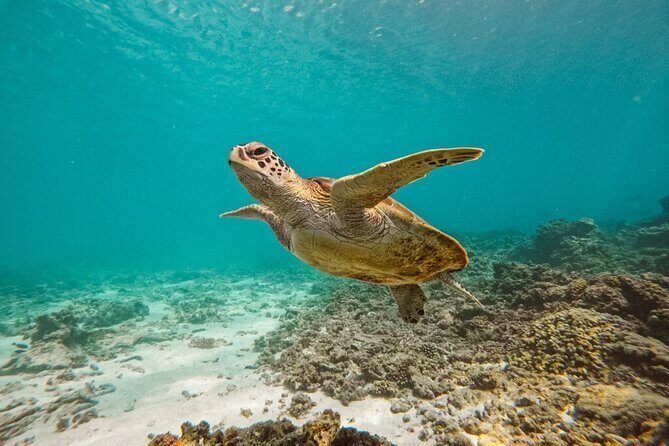 Dimaniyat Island Tour on Glass Bottom Boat (Muscat) - The First Stop: Ad Dimaniyat Islands