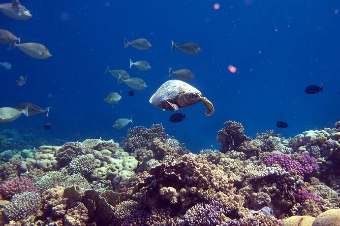 Dimaniyat Island Tour with Snorkeling - What is the Dimaniyat Island Tour with Snorkeling?
