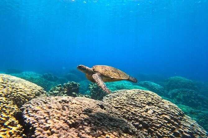 Dimaniyat Island Tour with Snorkeling - Final Thoughts