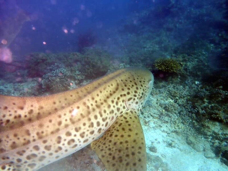 Dimaniyat Islands Scuba Diving Trip - Authentic Reviews: What Divers Are Saying