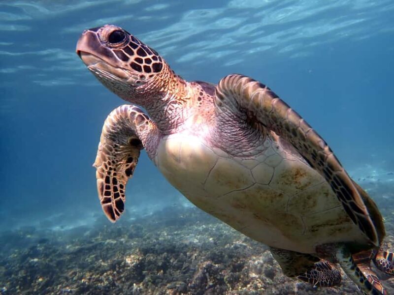 Dimaniyat Islands Snorkeling Trip - What Makes This Tour Stand Out