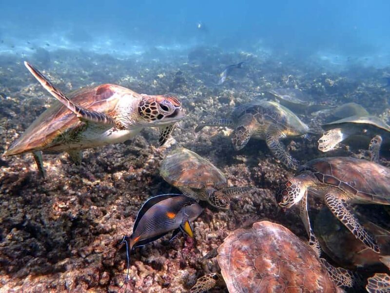 Dimaniyat Islands Snorkeling Trip - Practical Tips for Travelers
